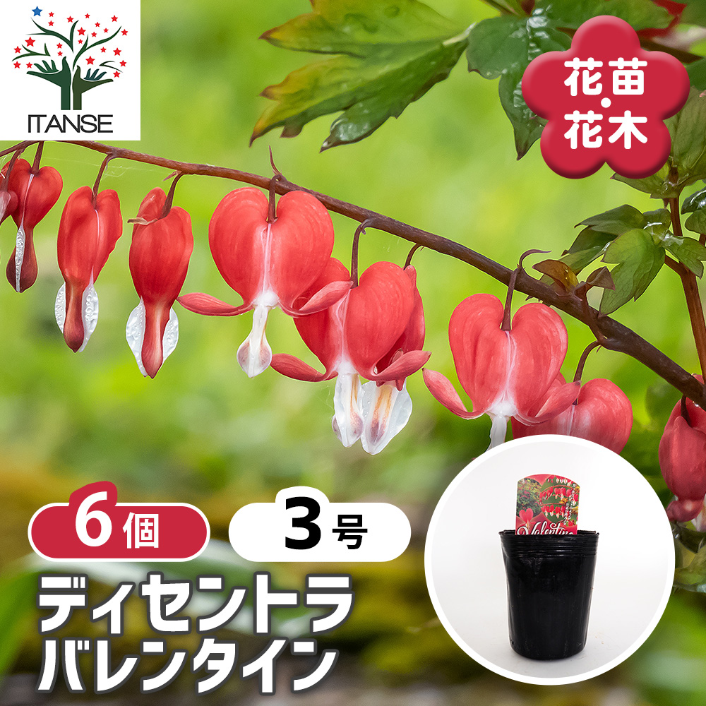 【値下げしました！】花　タイツリソウ han08162.jpg