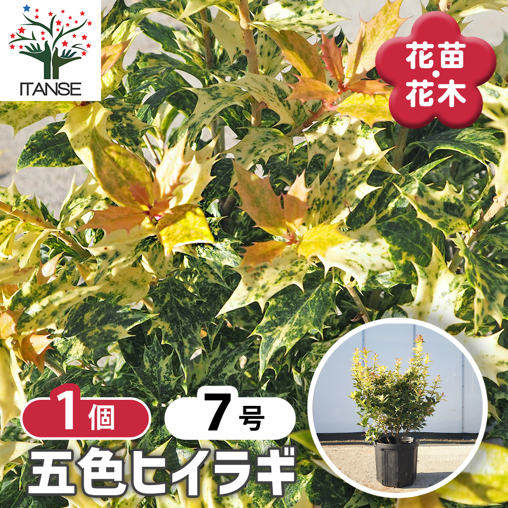 五色ヒイラギ 花木苗 7号/1個売り ゴシキヒイラギ 鬼柊 魔よけの木