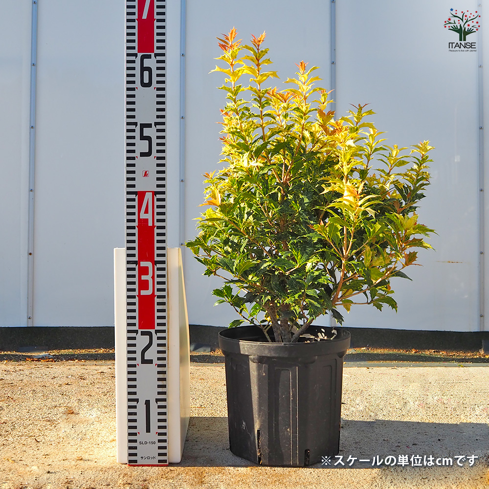 五色ヒイラギ 花木苗 7号/1個売り ゴシキヒイラギ 鬼柊 魔よけの木