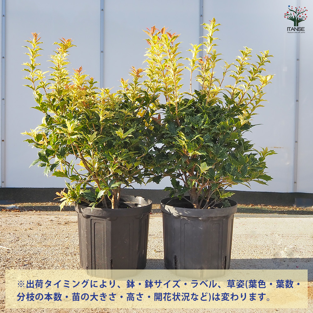 五色ヒイラギ 花木苗 7号/1個売り ゴシキヒイラギ 鬼柊 魔よけの木