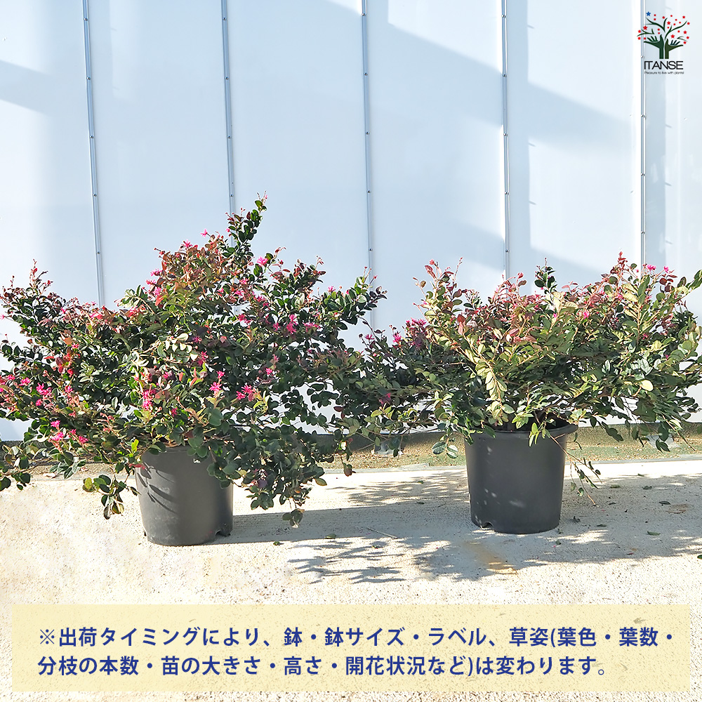 トキワマンサク 赤葉赤花 花木苗 10号/1個売り 常盤万作 常盤満作 黒系