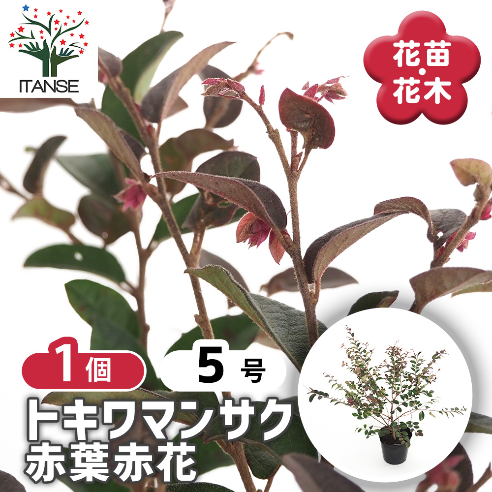 トキワマンサク 赤葉赤花 花木苗 5号/1個売り 常盤万作 常盤満作 黒系