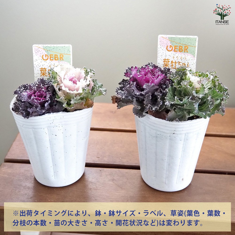 葉ボタン キラキラ葉牡ちゃん 花苗 2.5号/1個売り ハボタンの苗 葉牡丹