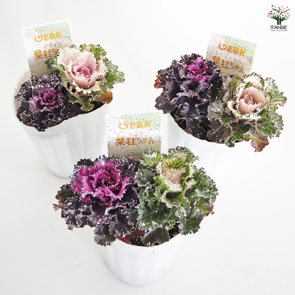 葉ボタン キラキラ葉牡ちゃん 花苗 2.5号/お買い得2個セット ハボタン