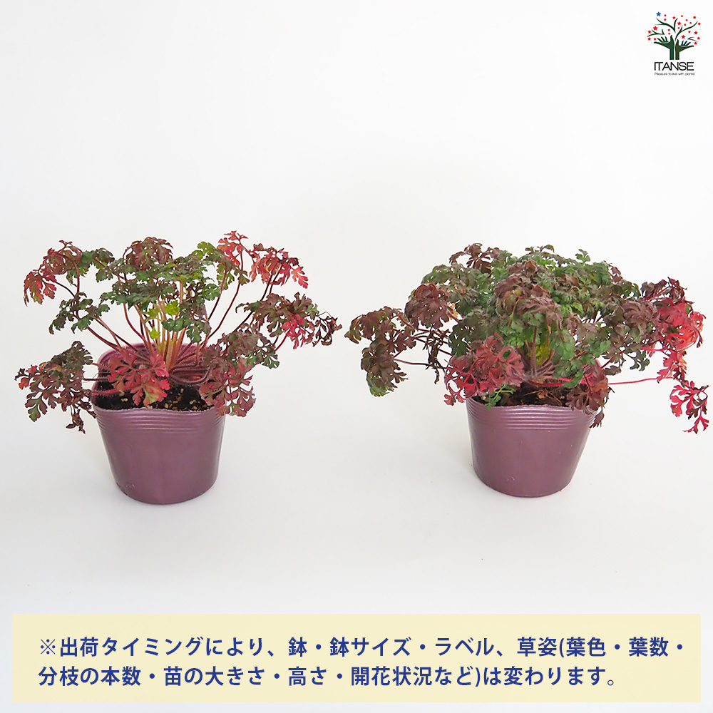 ゲラニウム ロベルティアヌム 花苗 3.5号/お買い得3個セット