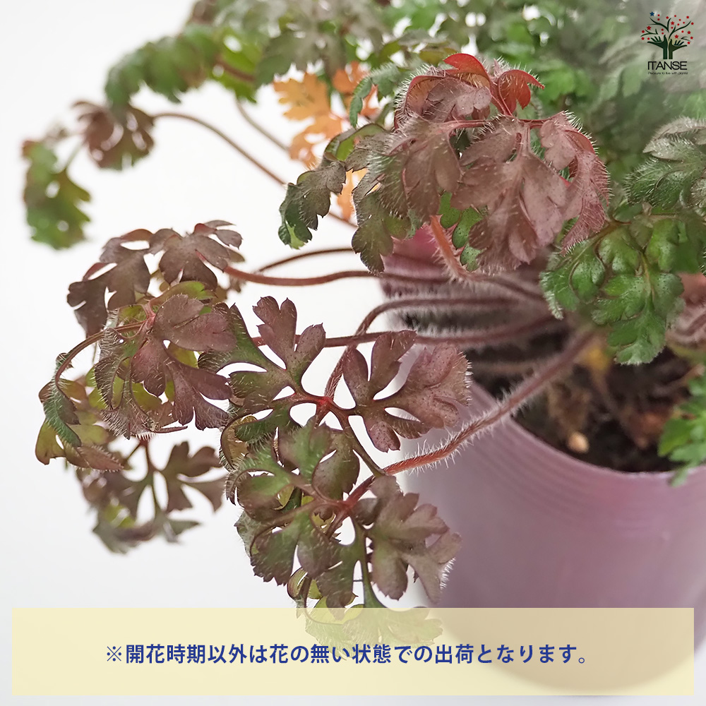 ゲラニウム ロベルティアヌム 花苗 3.5号/お買い得3個セット
