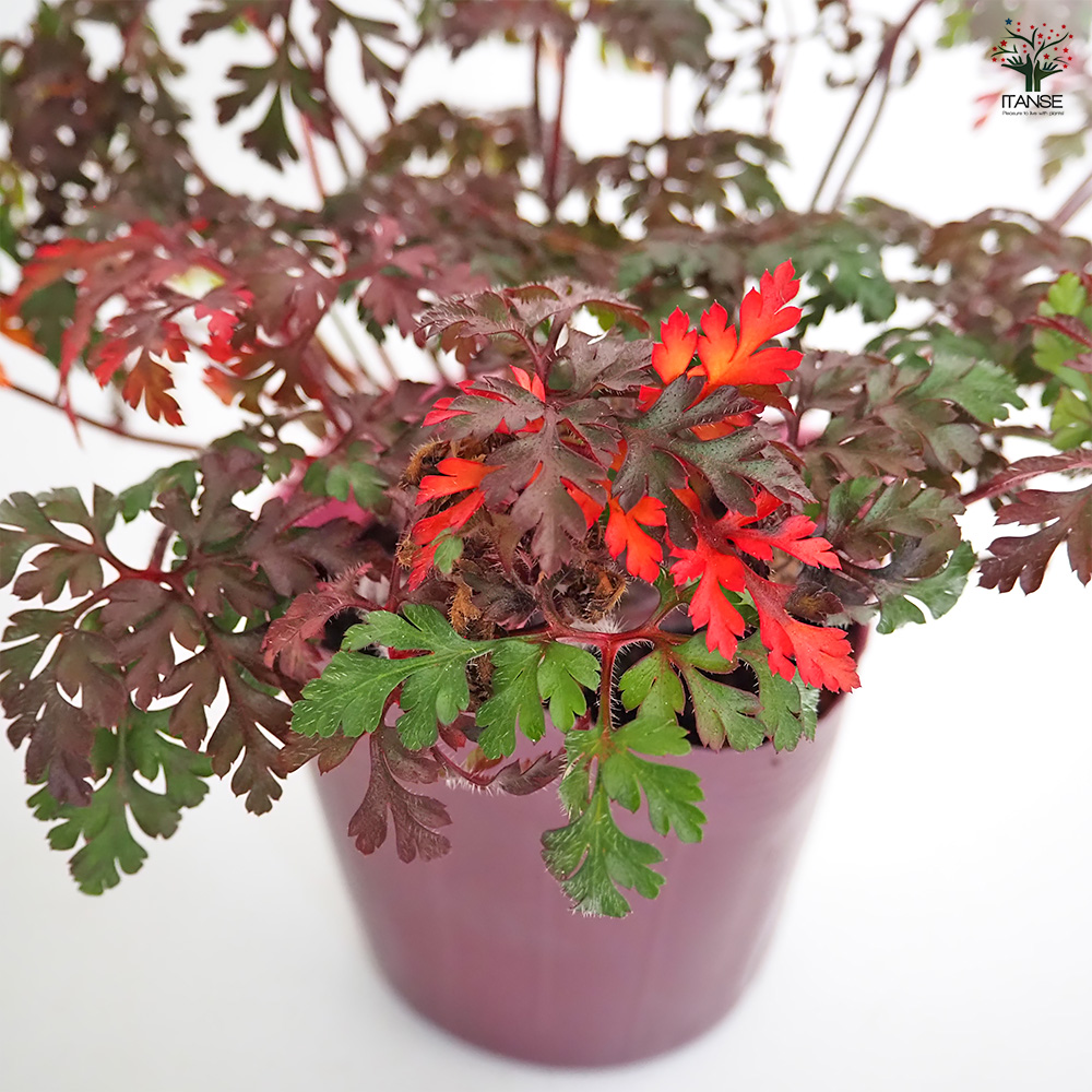 ゲラニウム ロベルティアヌム 花苗 3.5号/お買い得3個セット