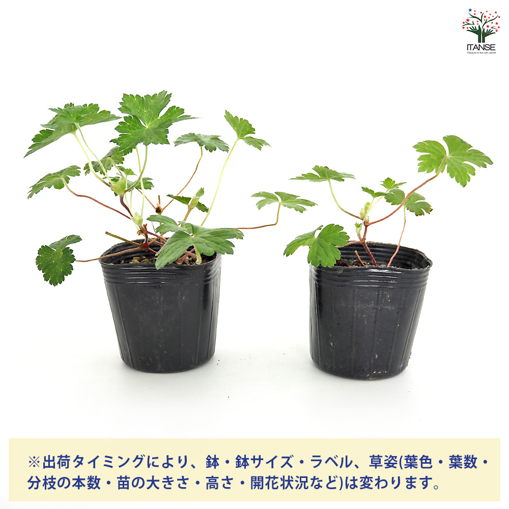 ゲラニウム ブルームタイム 花苗 3号/1個売り ゲラニューム フウロソウ