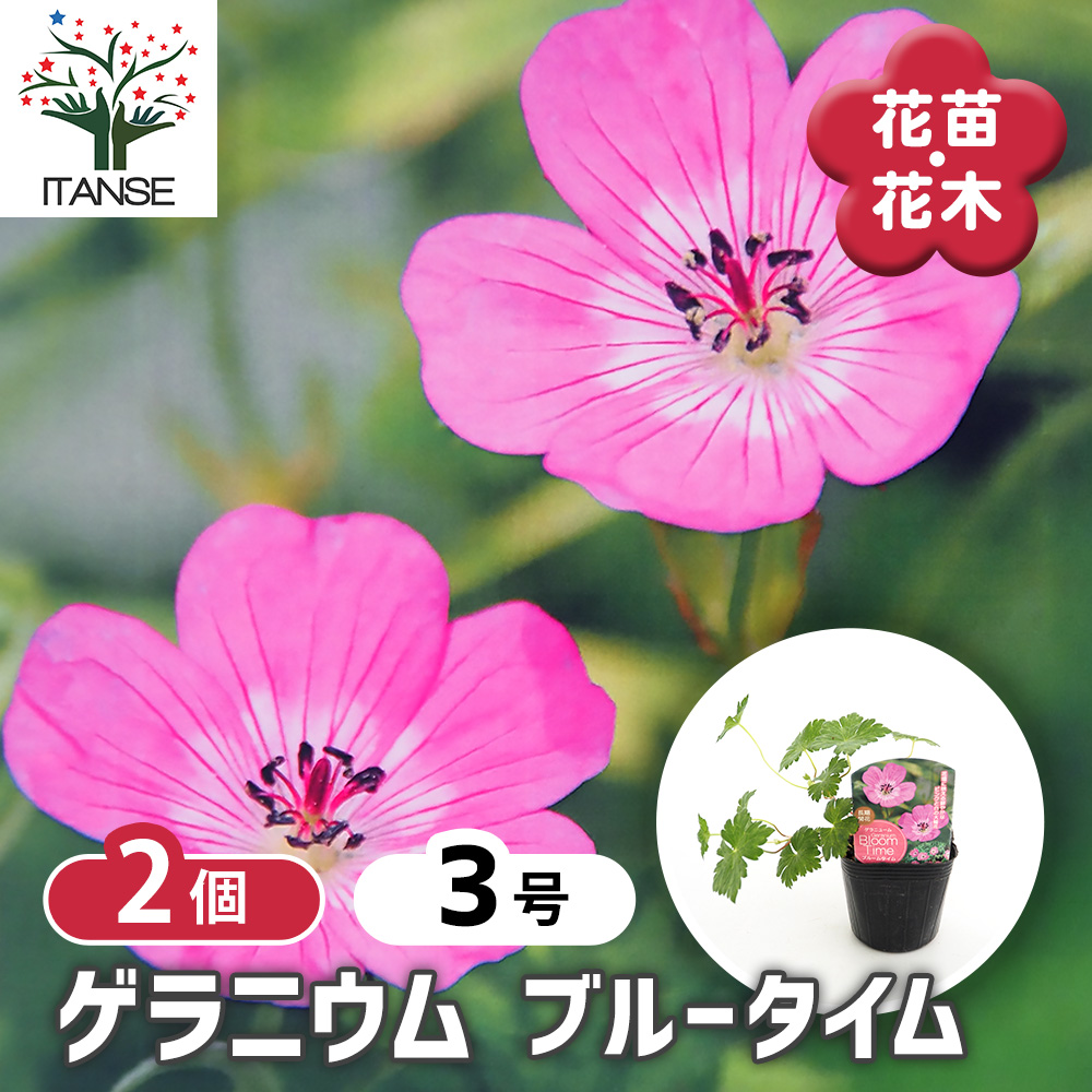 ゲラニウム ブルームタイム 花苗 3号/お買い得2個セット ゲラニューム
