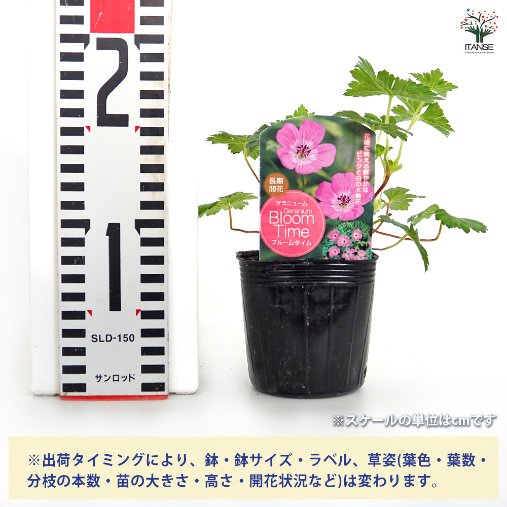 ゲラニウム ブルームタイム 花苗 3号/お買い得2個セット ゲラニューム