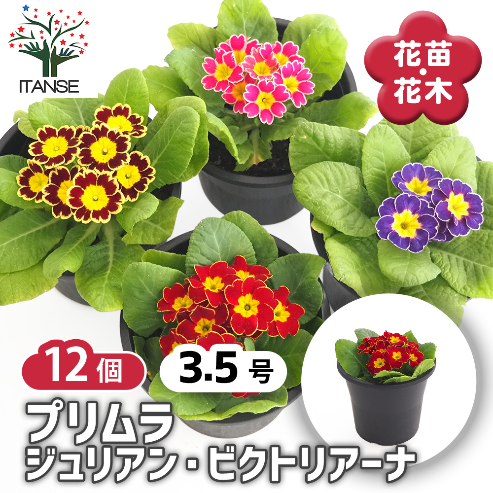プリムラ ジュリアン ビクトリアーナ 花苗 3.5号/お買い得12個セット