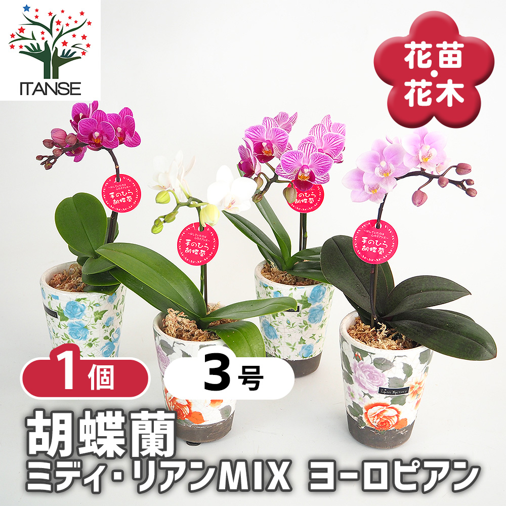 たひゆりあ　ファレノプシス　3種セット　ミディ胡蝶蘭　こちょうらん　洋蘭 たひゆりあ ファレノプシス 3種セット ミディ胡蝶蘭 こちょうらん 洋蘭