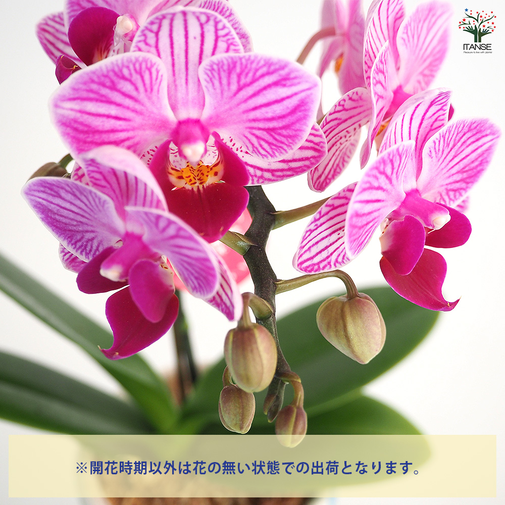 ☆胡蝶蘭☆ファレノプシス☆ミディー☆蘭工房☆訳あり☆ミックス10ポットセット☆ ☆胡蝶蘭☆ファレノプシス☆ミディー☆蘭工房☆訳あり☆希少☆