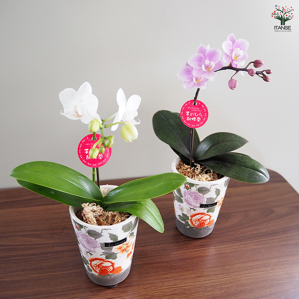 胡蝶蘭 ミディ リアンMIXヨーロピアン 花苗 2.5号/1個売り ラン科