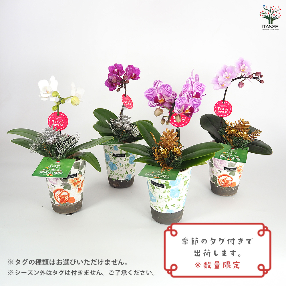 胡蝶蘭 ミディ リアンMIXヨーロピアン 花苗 2.5号/1個売り ラン科