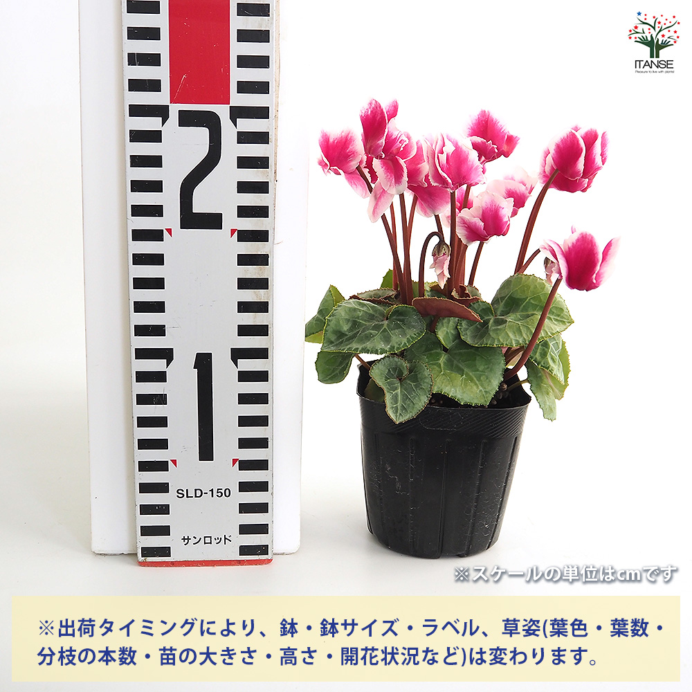 ガーデンシクラメン プレミアムアバニコ 花苗 3号/1個売り シクラメン