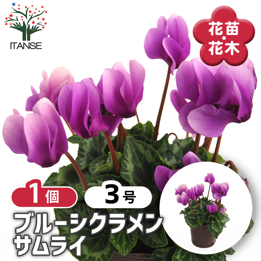 ブルーシクラメン サムライ 花苗 3号/1個売り シクラメン カガリビバナ