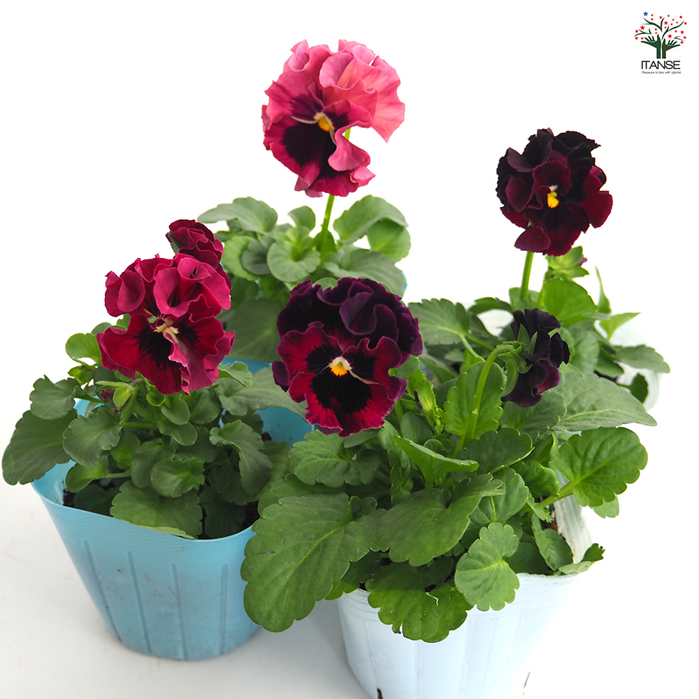 ビオラ ジャンヌ ダルク色MIX 花苗 3号/お買い得4個セット 花の苗