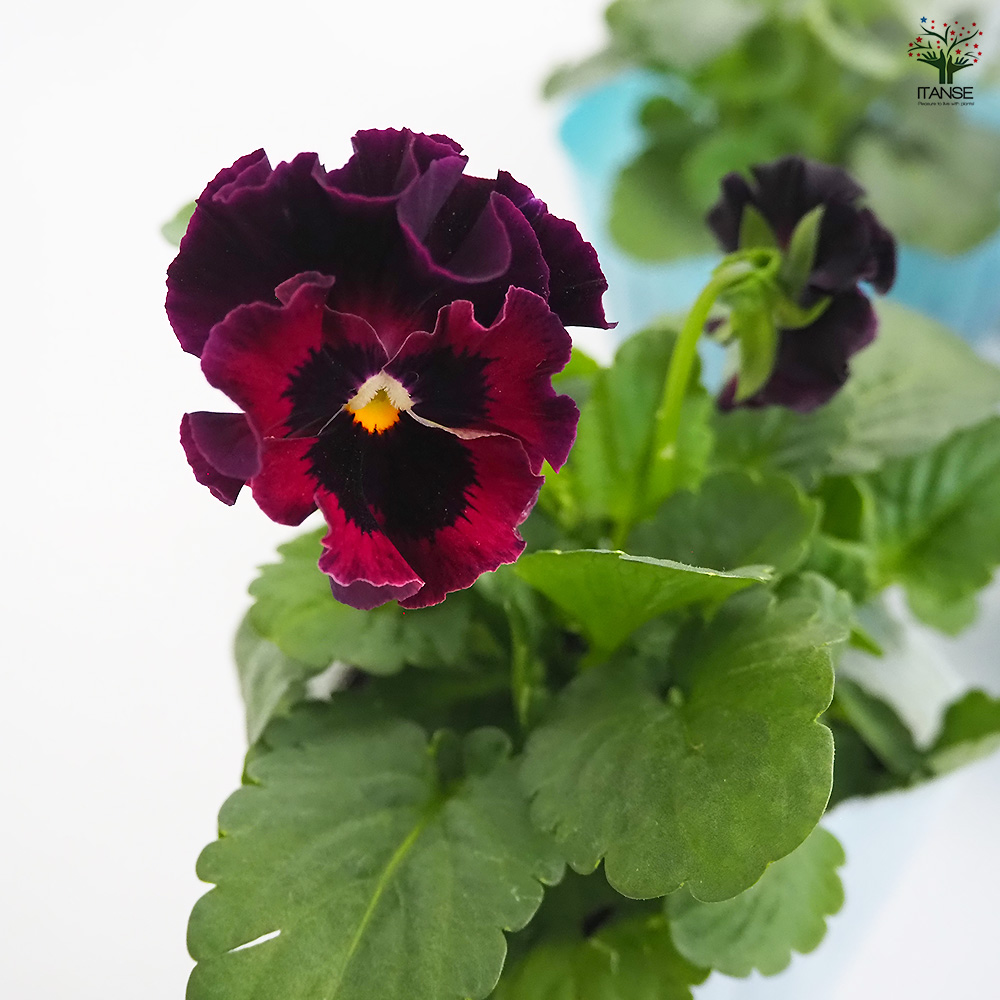 ビオラ ジャンヌ ダルク色MIX 花苗 3号/お買い得4個セット 花の苗