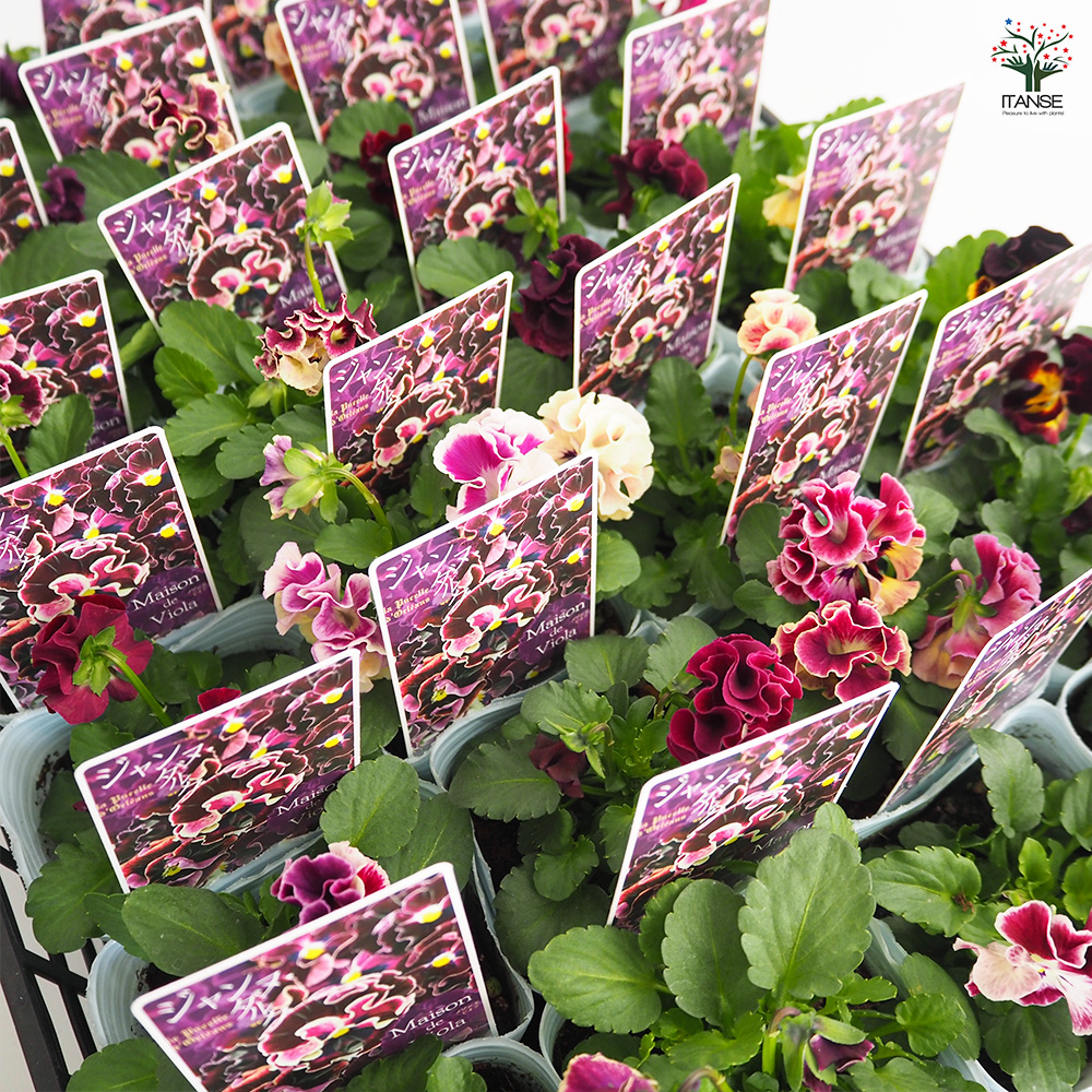 ビオラ ジャンヌ ダルク色MIX 花苗 3号/お買い得4個セット 花の苗