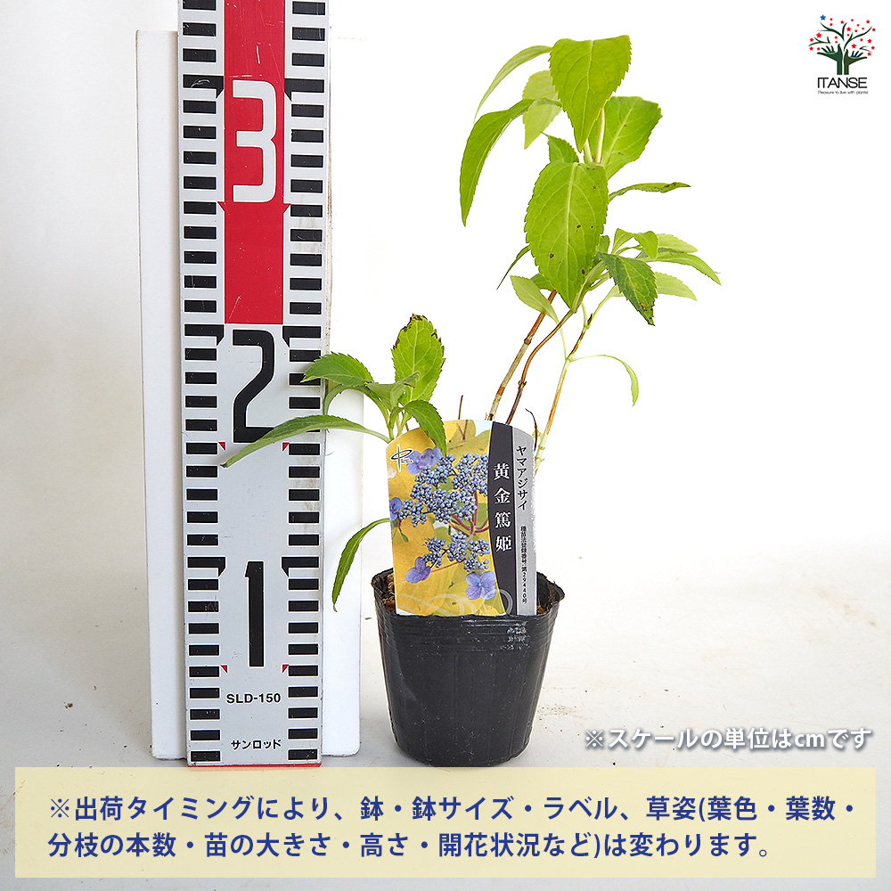 ヤマアジサイ 黄金篤姫 花木苗 3号/1個売り 花木 花木の苗 花の苗 山