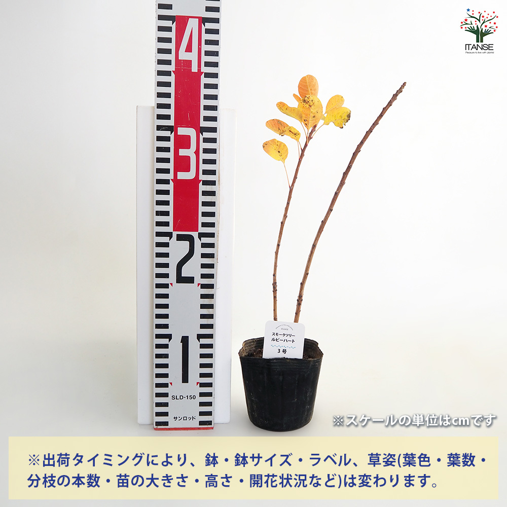 スモークツリー ルビーハート 花木苗 3号/1個売り 煙の木 ケムリノキ