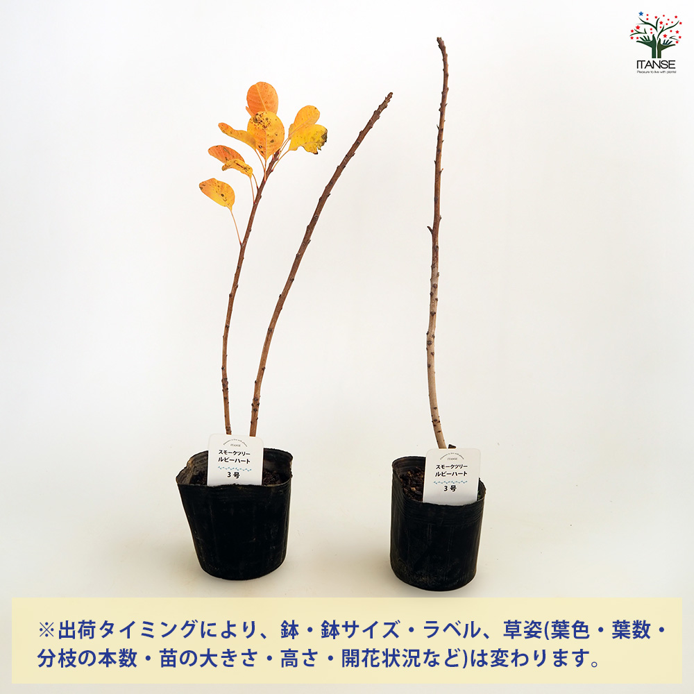 スモークツリー ルビーハート 花木苗 3号/1個売り 煙の木 ケムリノキ