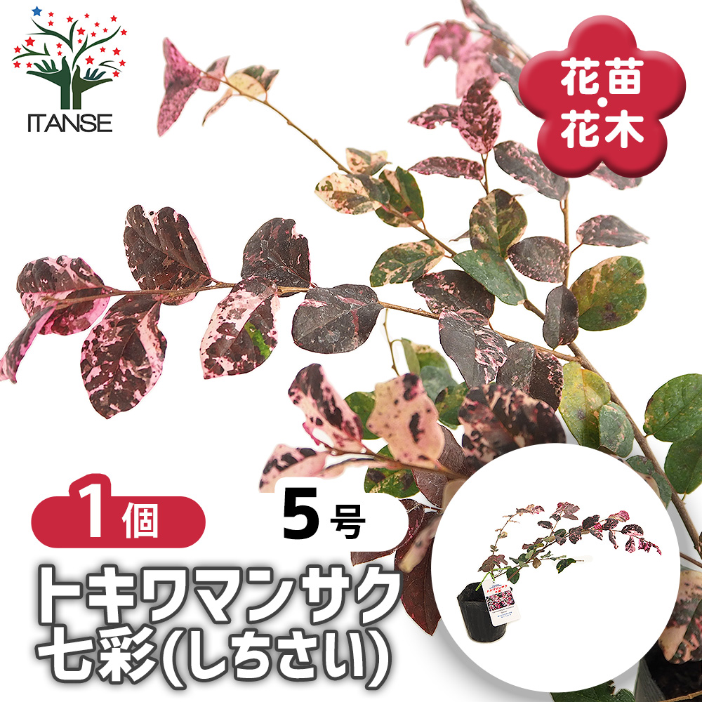 トキワマンサク 七彩 庭木 3.5号/1個売り 常盤万作 常盤満作 黒系の葉