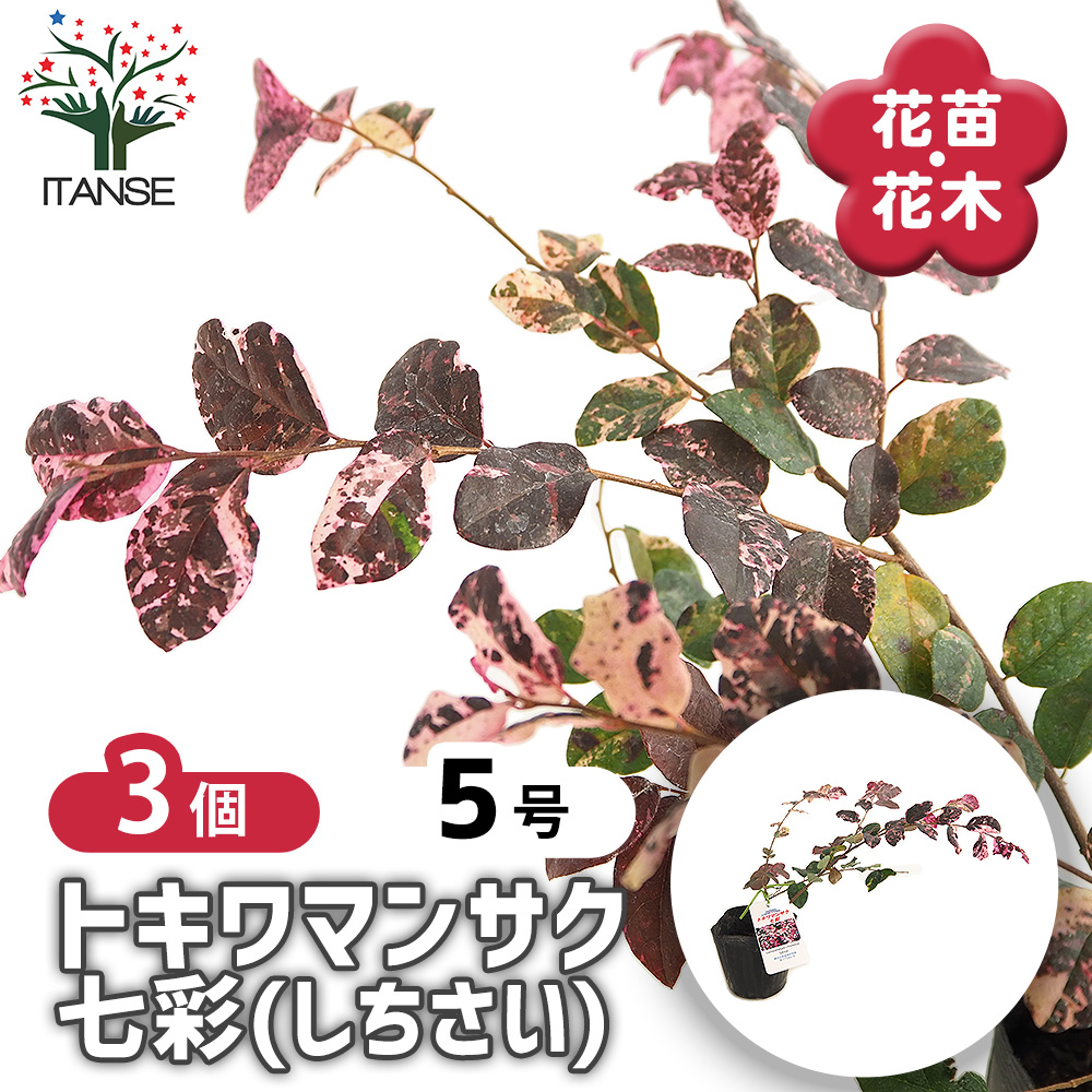 トキワマンサク 七彩 庭木 3.5号/お買い得3個セット 常盤万作 常盤満作
