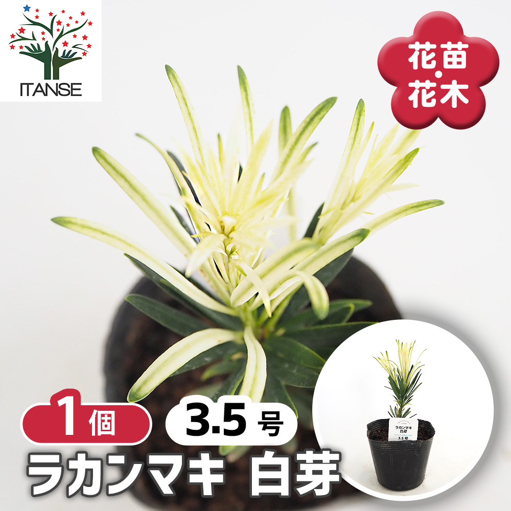 ラカンマキ 白芽 庭木 3.5号/1個売り らかんまき 羅漢槙 樹形 密生
