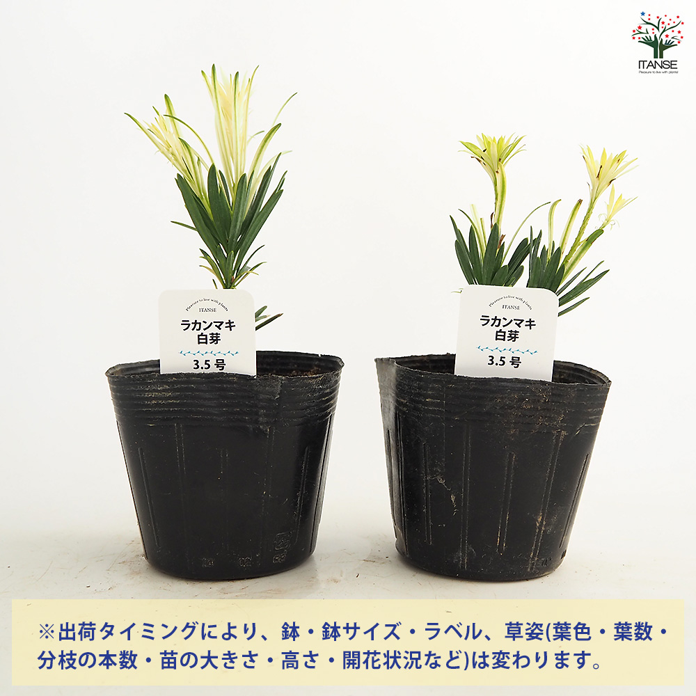 ラカンマキ 白芽 庭木 3.5号/1個売り らかんまき 羅漢槙 樹形 密生