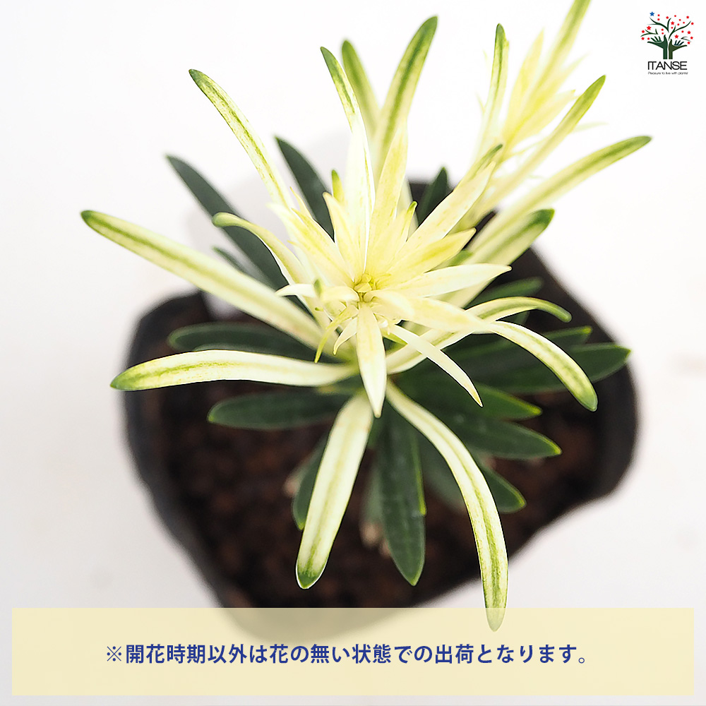 ラカンマキ 白芽 庭木 3.5号/1個売り らかんまき 羅漢槙 樹形 密生