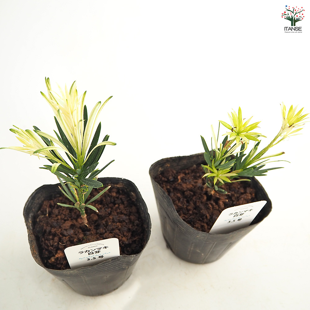 ラカンマキ 白芽 庭木 3.5号/1個売り らかんまき 羅漢槙 樹形 密生