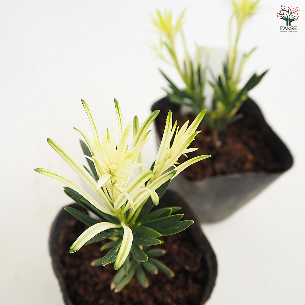 ラカンマキ（カッチョイイサイズ）インテリア用庭木 ラカンマキ