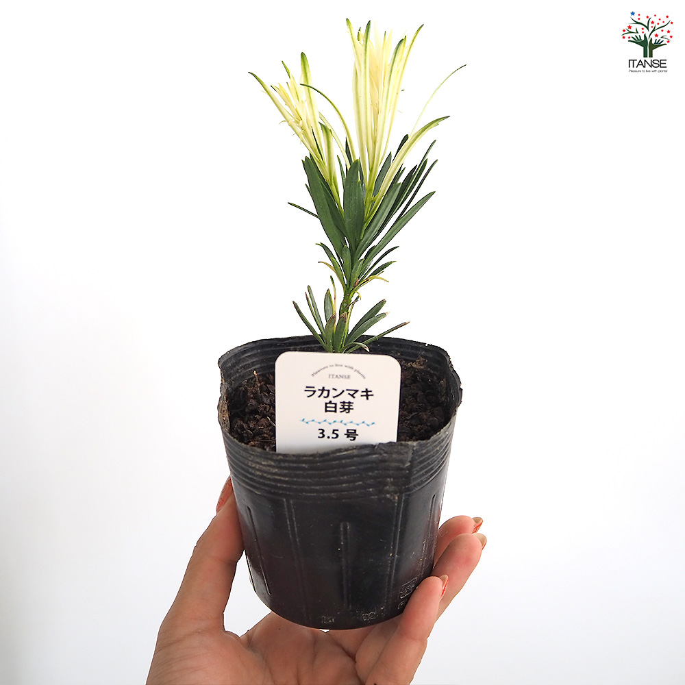 ラカンマキ 白芽 庭木 3.5号/1個売り らかんまき 羅漢槙 樹形 密生
