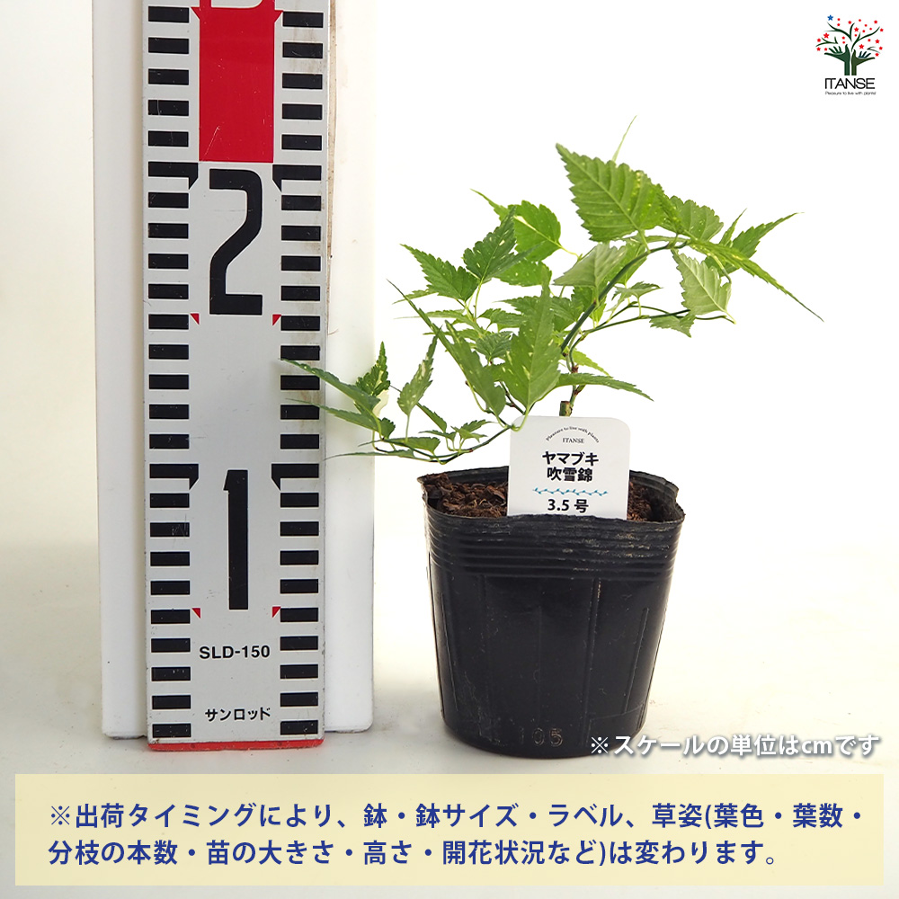 ヤマブキ(山吹) 吹雪錦 花木苗 3.5号/お買い得2個セット 山吹苗 山吹の