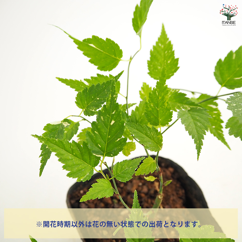 やまぶきの小苗(葉先まで15センチほど) ヤマブキ(山吹) 吹雪錦 花木苗 3.5号/お買い得2個セット 山吹苗 山吹の