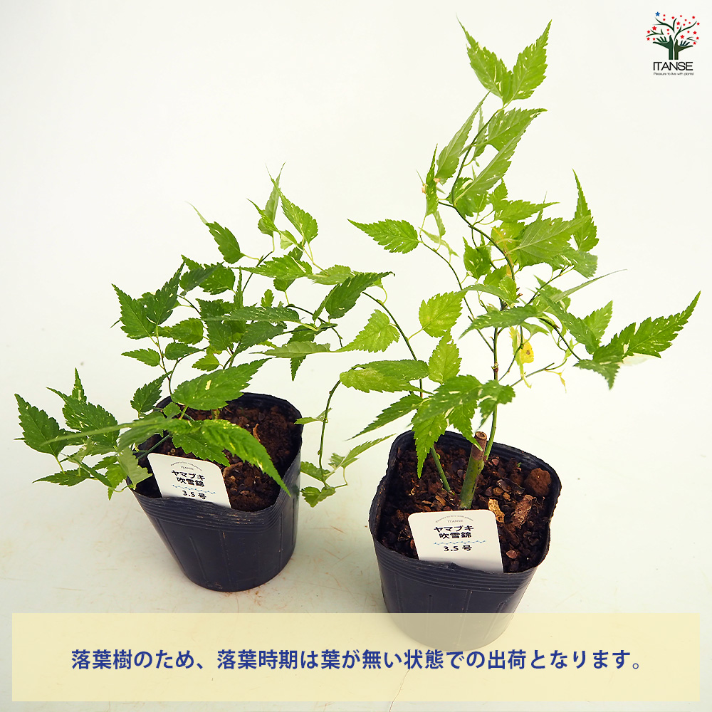 ヤマブキ(山吹) 吹雪錦 花木苗 3.5号/お買い得2個セット 山吹苗 山吹の