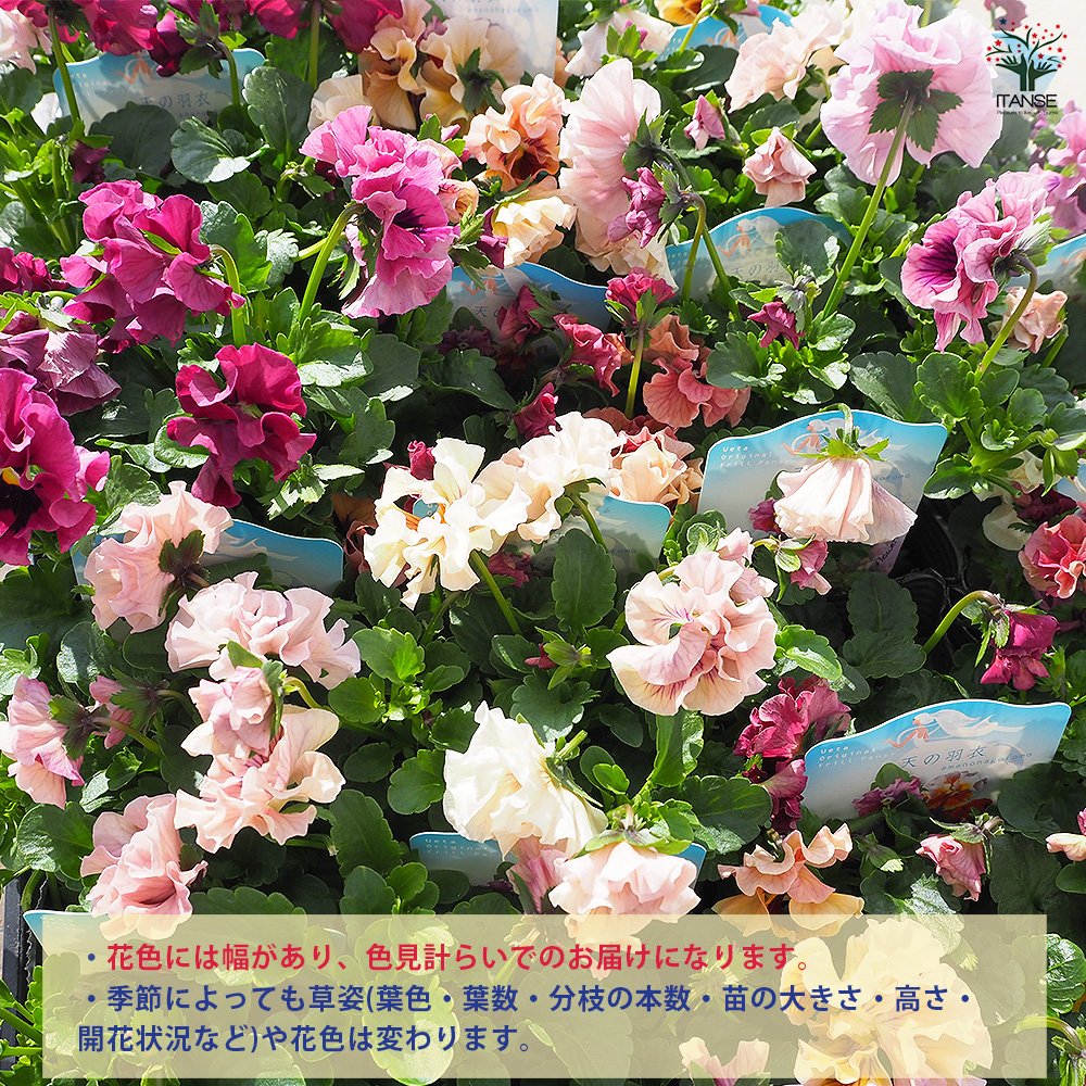 うえたコレクション パンジー・ビオラ 天の羽衣 花苗 3.5号/お買い得24