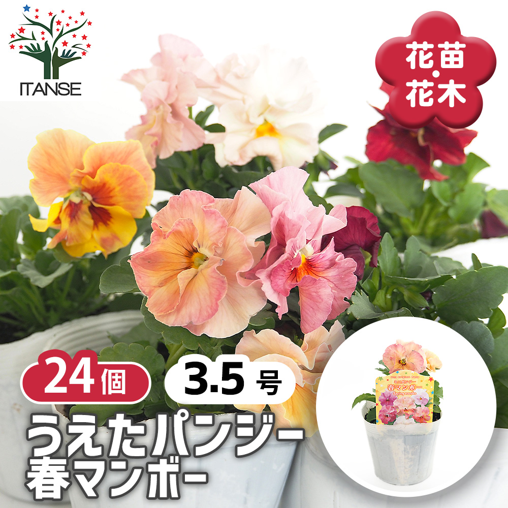 うえたコレクション パンジー・ビオラ 春マンボー 花苗 3.5号/お買い得
