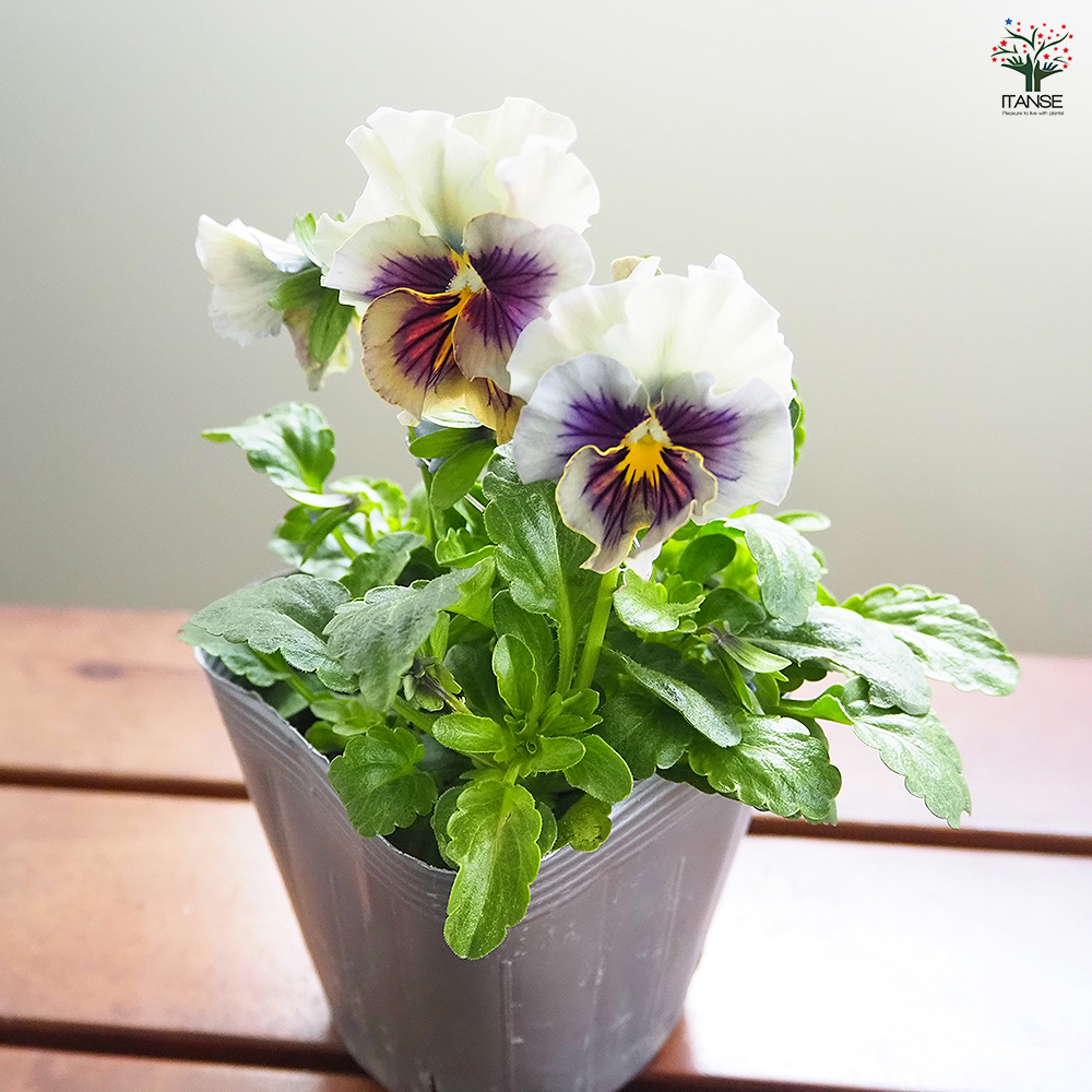 うえたコレクション パンジー・ビオラ マシェリマダム 花苗 3.5号