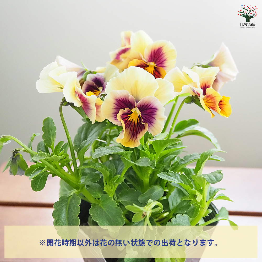 うえたコレクション パンジー・ビオラ マシェリマダム 花苗 3.5号