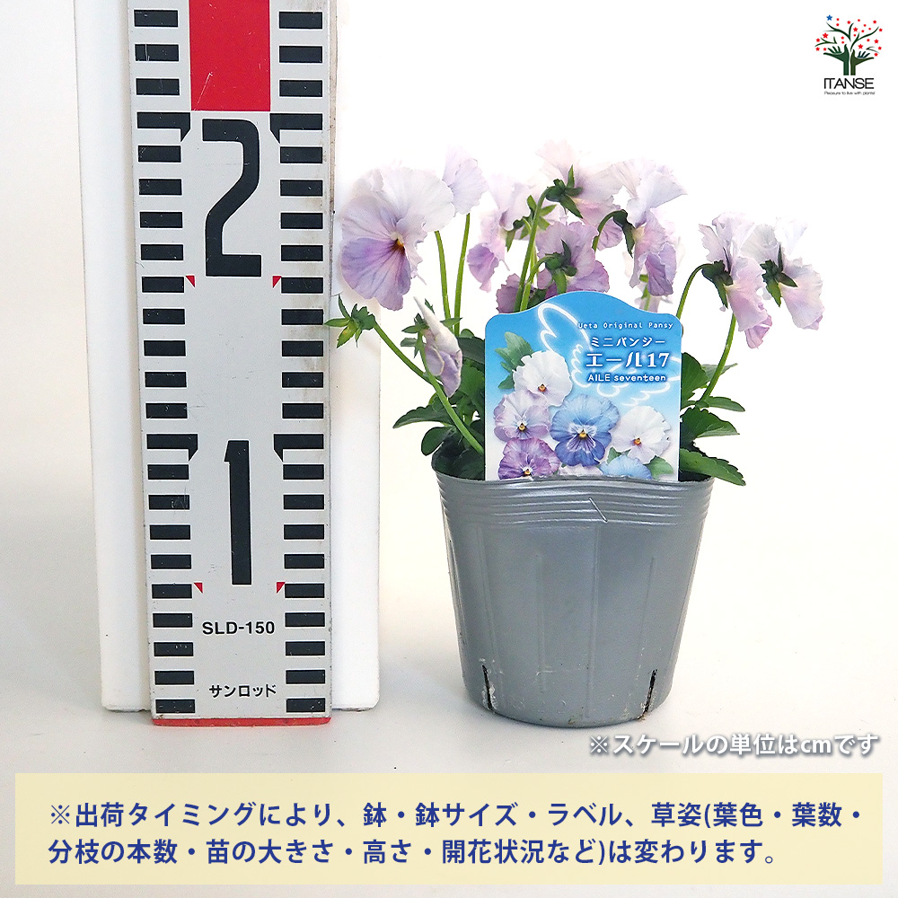 うえたコレクション パンジー・ビオラ エール17 (セブンティーン) 花苗