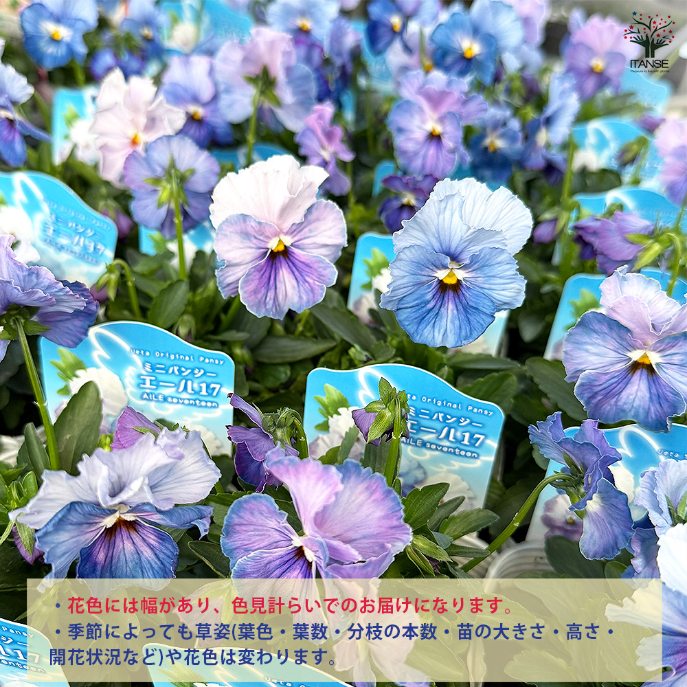 han08527_3.jpg