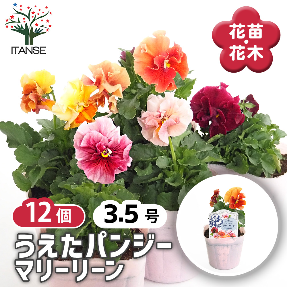うえたコレクション パンジー・ビオラ マリーリーン 花苗 3.5号
