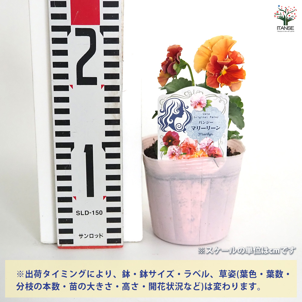 うえたコレクション パンジー・ビオラ マリーリーン 花苗 3.5号