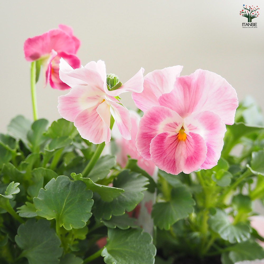 うえたコレクション パンジー・ビオラ キューティーハート 花苗 3.5号