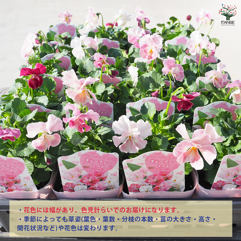 うえたコレクション パンジー・ビオラ キューティーハート 花苗 3.5号