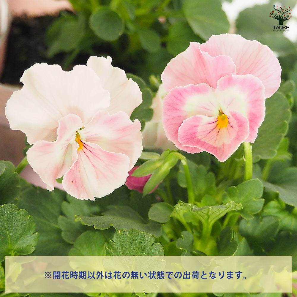 うえたコレクション パンジー・ビオラ キューティーハート 花苗 3.5号