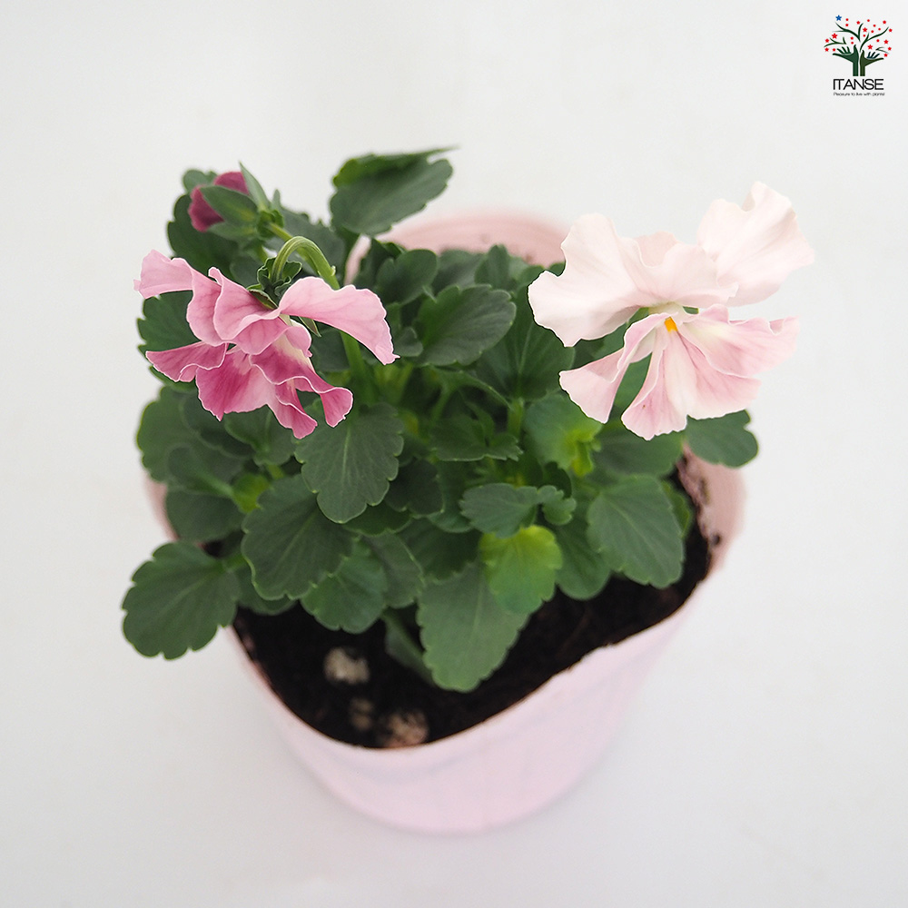 うえたコレクション パンジー・ビオラ キューティーハート 花苗 3.5号